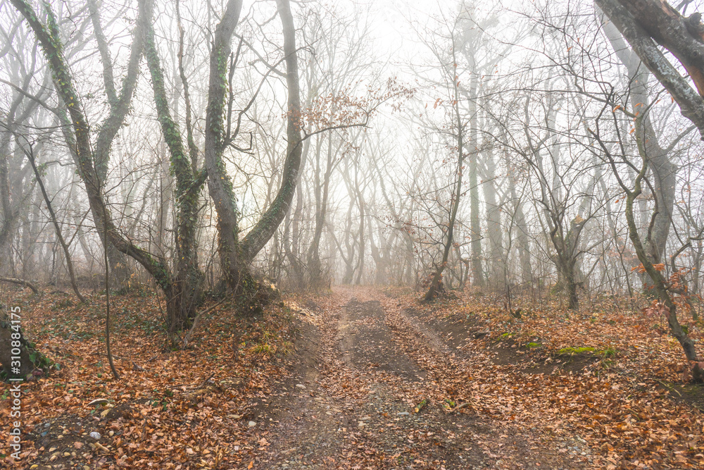 Fog in the forest Fog in the forest