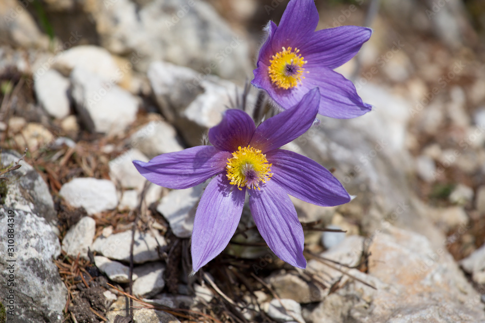 Blüten der Küchenschelle in der Natur Blüten der Küchenschelle in der Natur