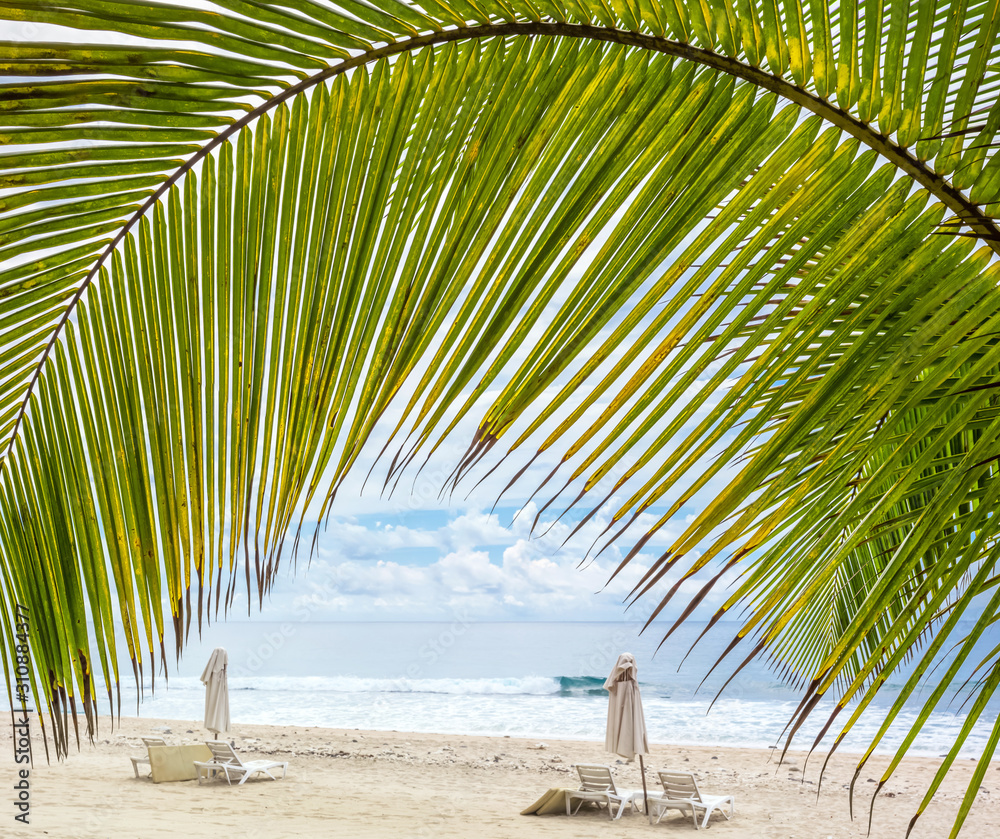 palm tree on the beach of Boucan Canot, Réunion island 