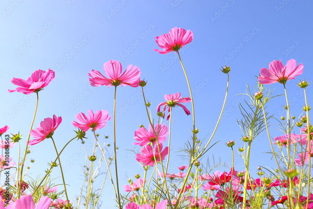 Colorful cosmos flowers blooming in the garden. Colorful cosmos flowers blooming in the garden.