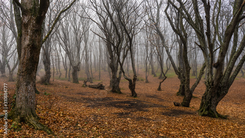 Misty autumnal  forest