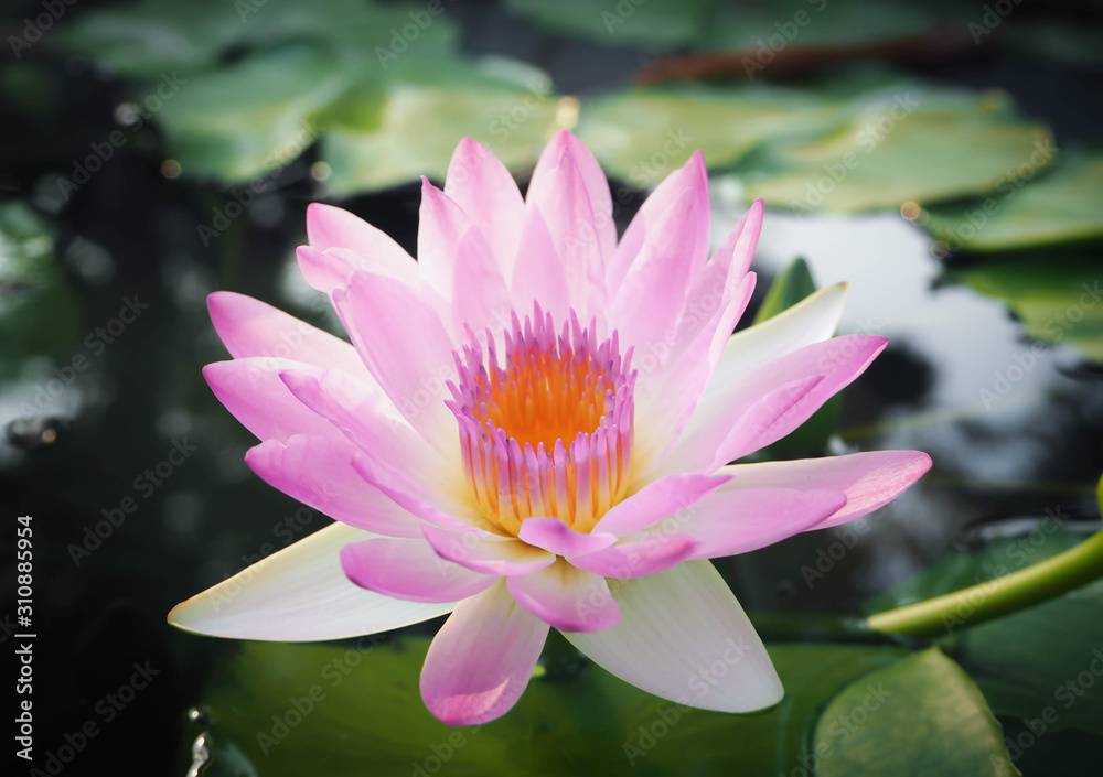 Beautiful lotus flower, lily water