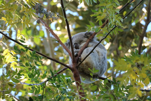 Photography Koala bear on a branch