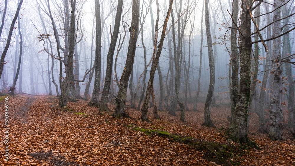 Misty autumnal  forest