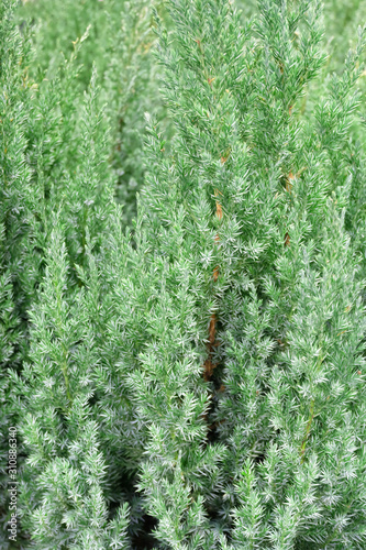 Juniper stricta (Juniperus chinensis Stricta), New Year's trees in the greenhouse.