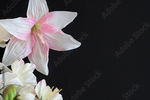 Flowers and orchid with beautiful pink and white on a black background .