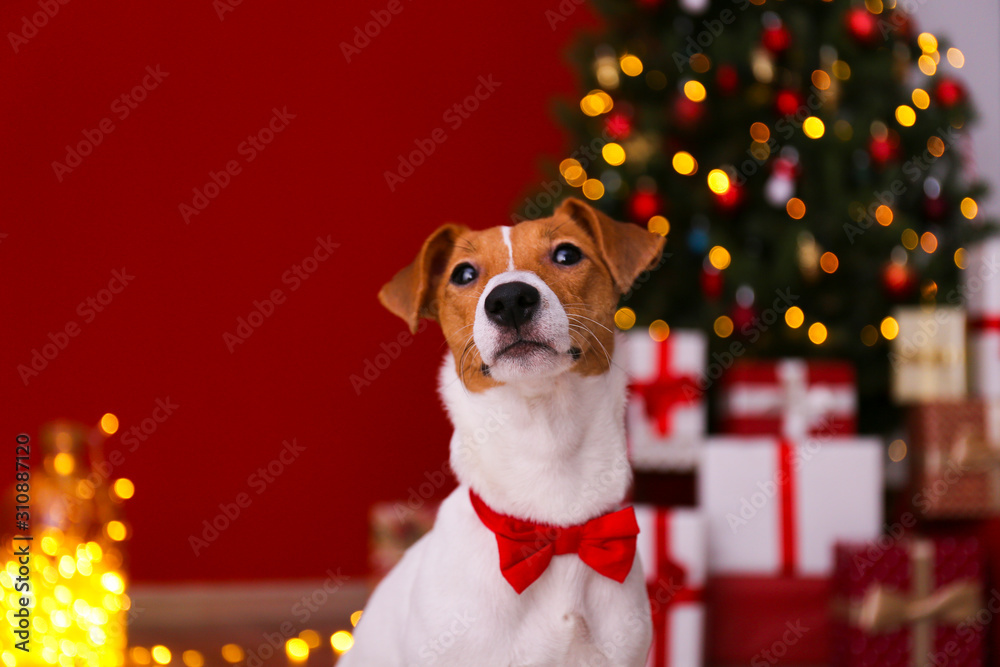 Jack Russell terrier as christmas present for children concept. Four months old adorable doggy on floor, holiday tree with wrapped gift boxes, festive lights. Festive background, close up, copy space.