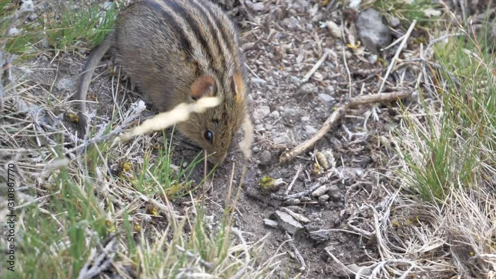 Small four striped grass mouse on the floor in the Kilimanjaro region. Small four striped grass mouse on the floor in the Kilimanjaro region.