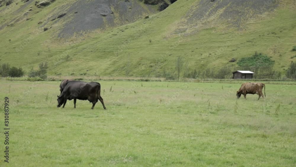 Icelandic Cattle Cows on Green Pasture, Slow Motion. Protected Domestic Animal Breed in Iceland Inland Icelandic Cattle Cows on Green Pasture, Slow Motion. Protected Domestic Animal Breed in Iceland Inland