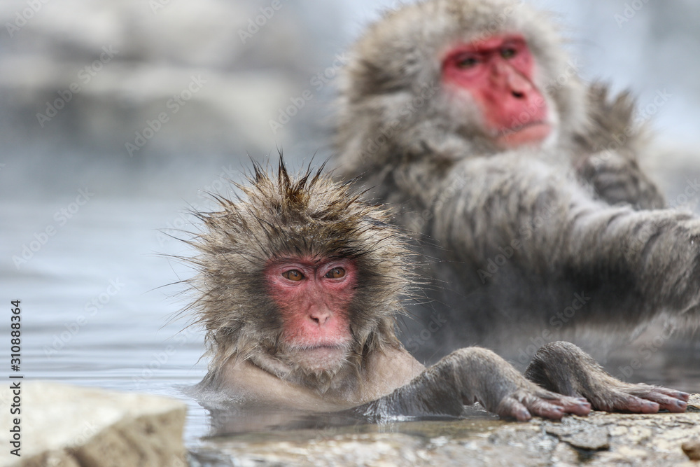 Wild monkeys at Jigokudani hotspring (Japan)	