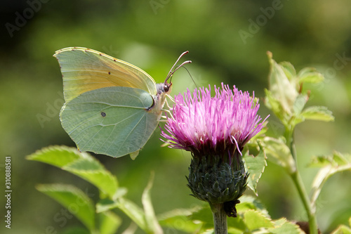 Mariposa photo