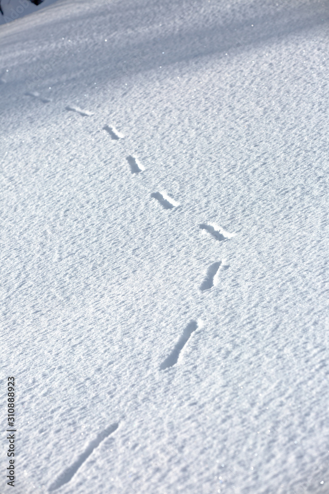 Snow surface with traces of the animal as a background or texture.