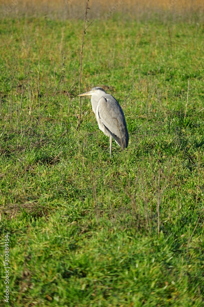 Fototapeta premium Reiher auf einem Bein im Gras bei Sonnenschein