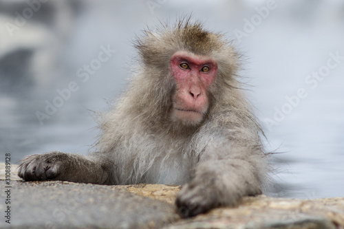 Wild monkeys at Jigokudani hotspring (Japan)  © Kevin