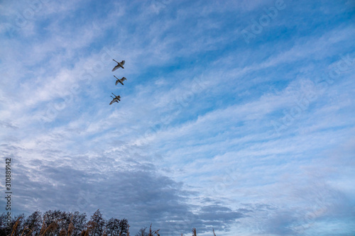 4 swans flying in formation in the blue afternoon sky © karegg