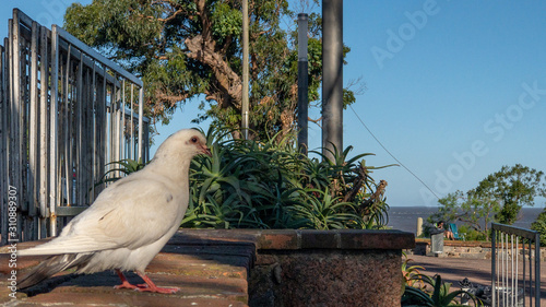 Pigeon