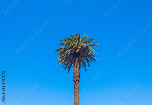 Palm tree