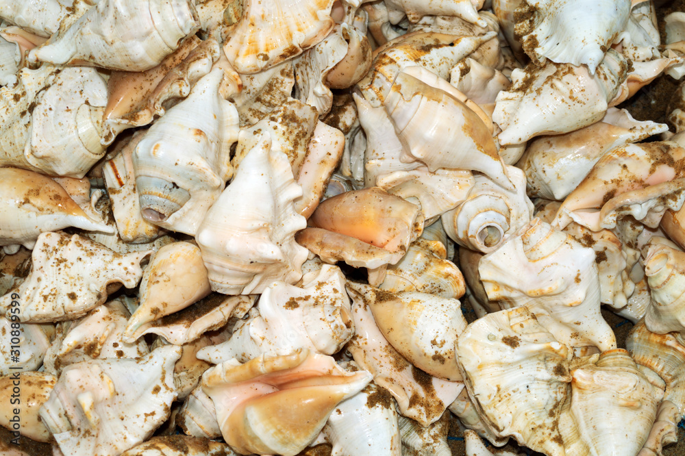 Conch Shell isolated in Indian sea beach, Many of the cones are nicely arranged, a tropical marine mollusk with a spiral shell that may bear long projections and have a flared lip