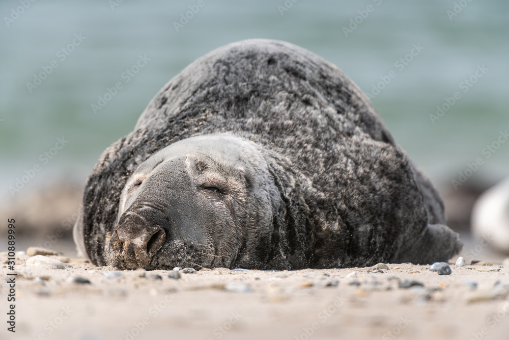 Schlafender Kegelrobben Bulle liegt am Strand, Helgoland Schlafender Kegelrobben Bulle liegt am Strand, Helgoland