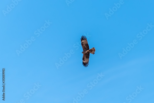 Bird of prey buzzard in the sky