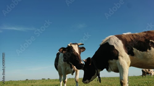 Black white cow on village pasture. Cow farm scene. Black white cow portrait. Black white cow grazing. Two black and white cows standing in a pasture under a blue sky and a straight horizon