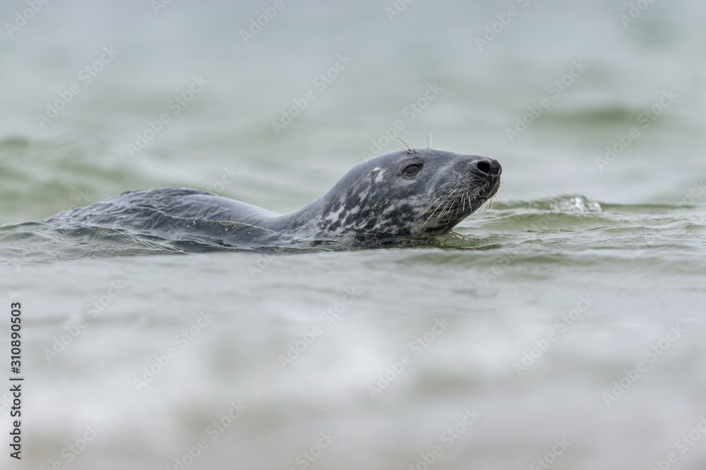 Fototapeta premium Kegelrobbe schwimmt in Wellen