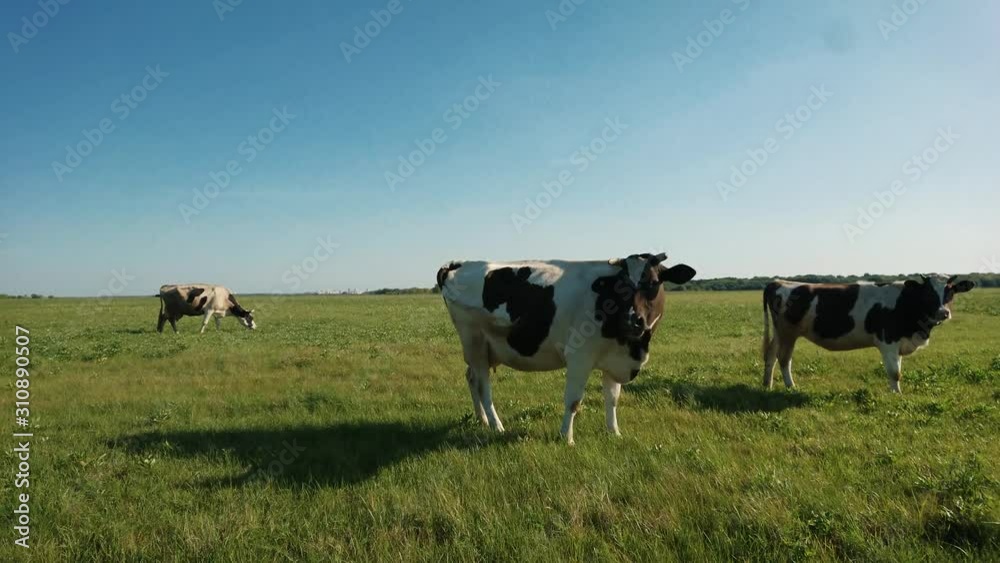 Black white cow on village pasture. Cow farm scene. Black white cow portrait. Black white cow grazing. Two black and white cows standing in a pasture under a blue sky and a straight horizon Black white cow on village pasture. Cow farm scene. Black white cow portrait. Black white cow grazing. Two black and white cows standing in a pasture under a blue sky and a straight horizon