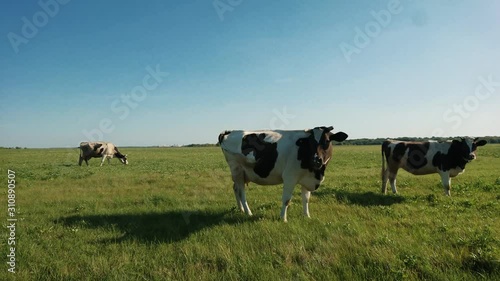 Black white cow on village pasture. Cow farm scene. Black white cow portrait. Black white cow grazing. Two black and white cows standing in a pasture under a blue sky and a straight horizon