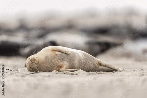 Seehund ruht vor Kegelrobben Kolonie am Sandstrand, Düne Helgoland