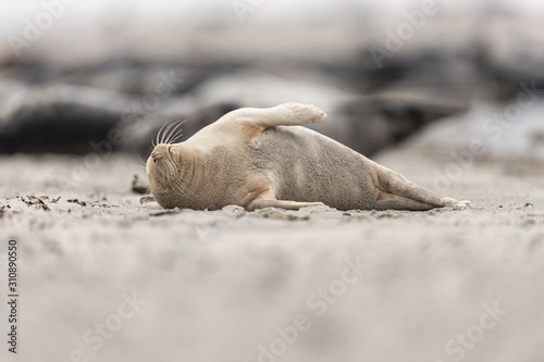 Seehund ruht vor Kegelrobben Kolonie am Sandstrand, Düne Helgoland
