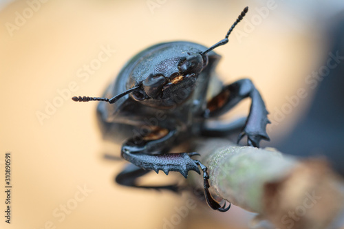 Macro of a stag beetle female isolated © zabanski