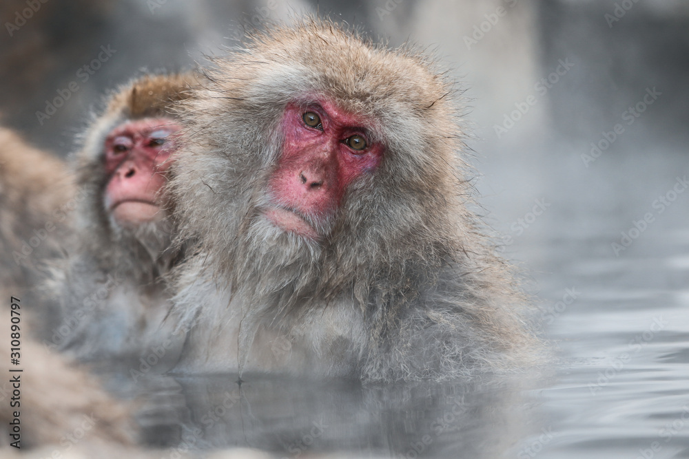 Naklejka premium Wild monkeys at Jigokudani hotspring (Japan) 