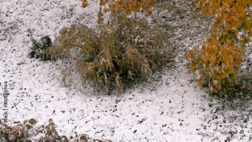 Snowfall. Heavy snowfall in the city, in late autumn (early winter). Closeup of trees with yellow leaves under the snow. Snow storm in the city. Cloudy weather. Snowfall. Heavy snowfall in the city, in late autumn (early winter). Closeup of trees with yellow leaves under the snow. Snow storm in the city. Cloudy weather.