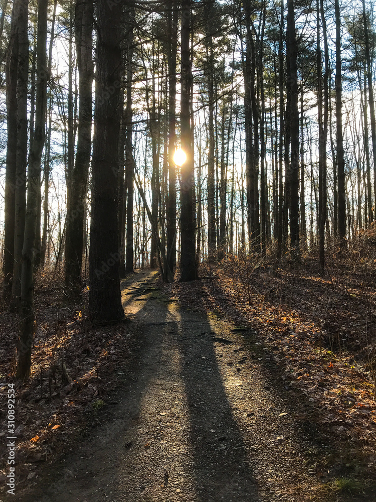 path in the forest with shadows