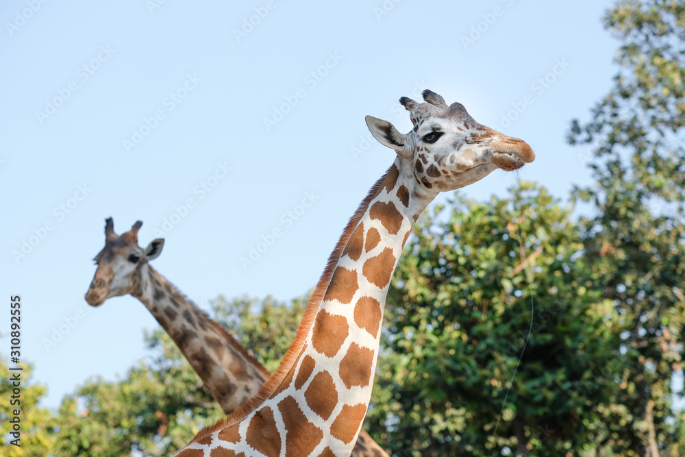 Fototapeta premium giraffe