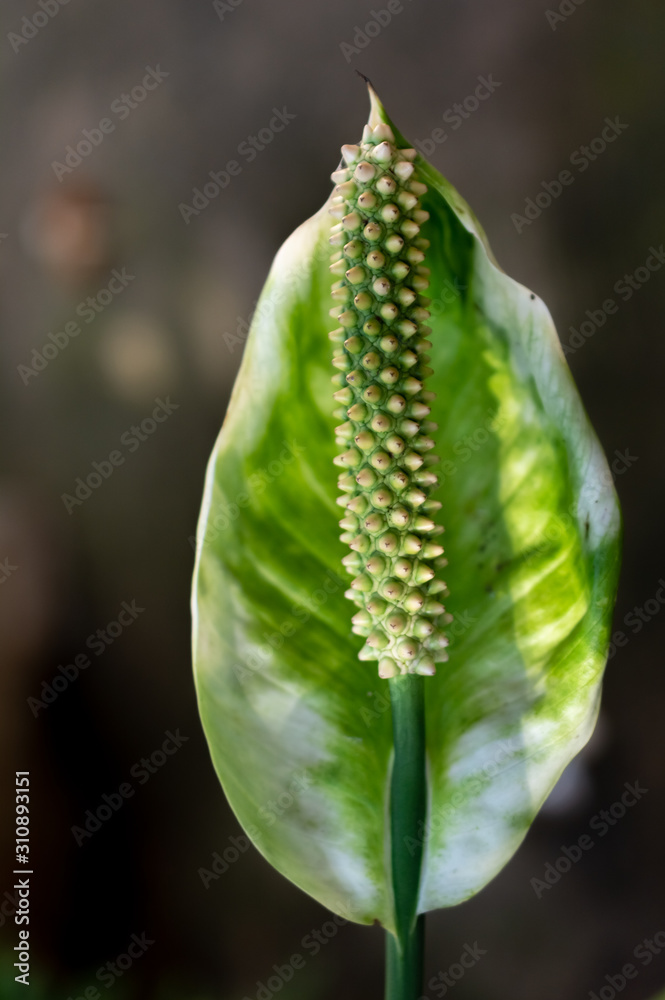 Close-up green leaf with blur background Close-up green leaf with blur background
