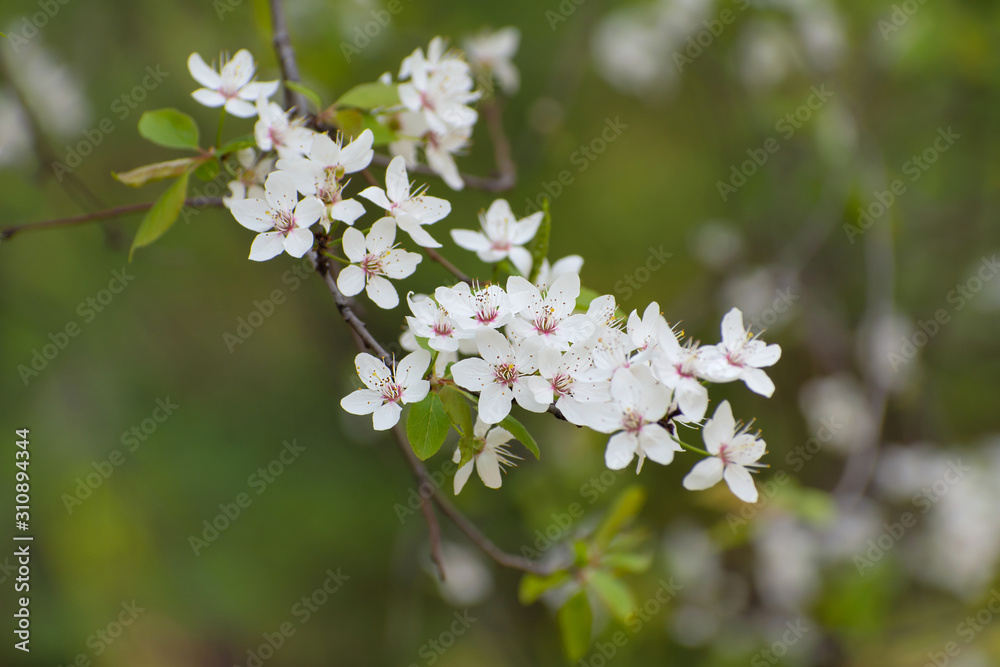 Branch of flowering wild cherry tree Branch of flowering wild cherry tree