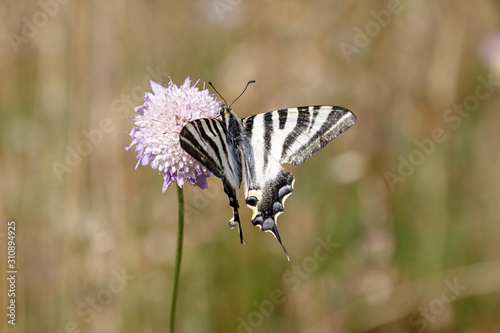 Mariposa photo