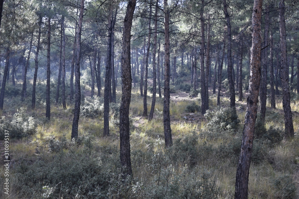 Fototapeta premium trees in the forest