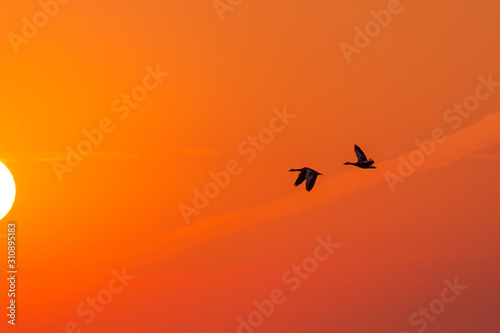 Silhouette of two flying wild geese at sunset. Silhouette of migratory birds in the orange evening sky. Wildlife concept.