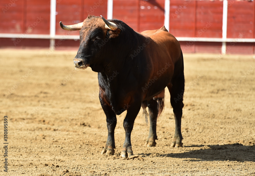 poderoso toro español corriendo en una plaza de toros poderoso toro español corriendo en una plaza de toros