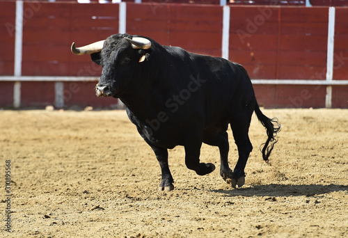 toro españon con grandes cuernos en una plaza de toros