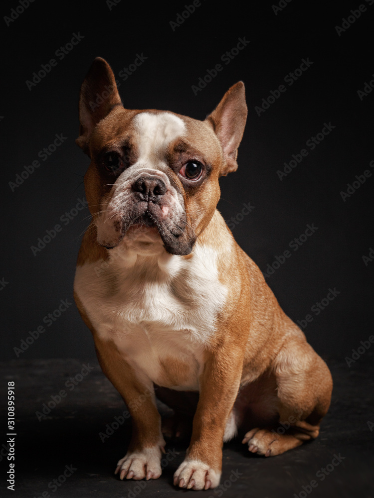 young french bulldog sitting on a black background.