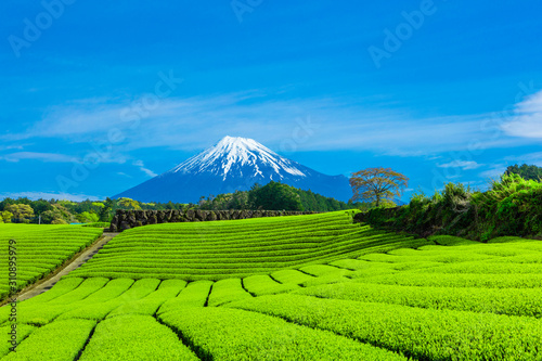 富士山と茶畑と青い空