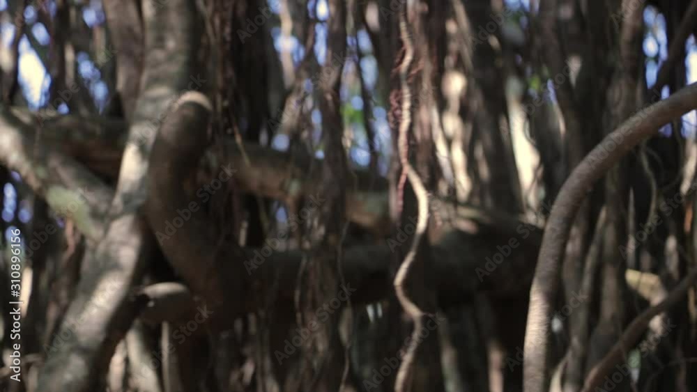 Move pass to see Dense vine forest on wet area, light reflect from river to the roots Move pass to see Dense vine forest on wet area, light reflect from river to the roots