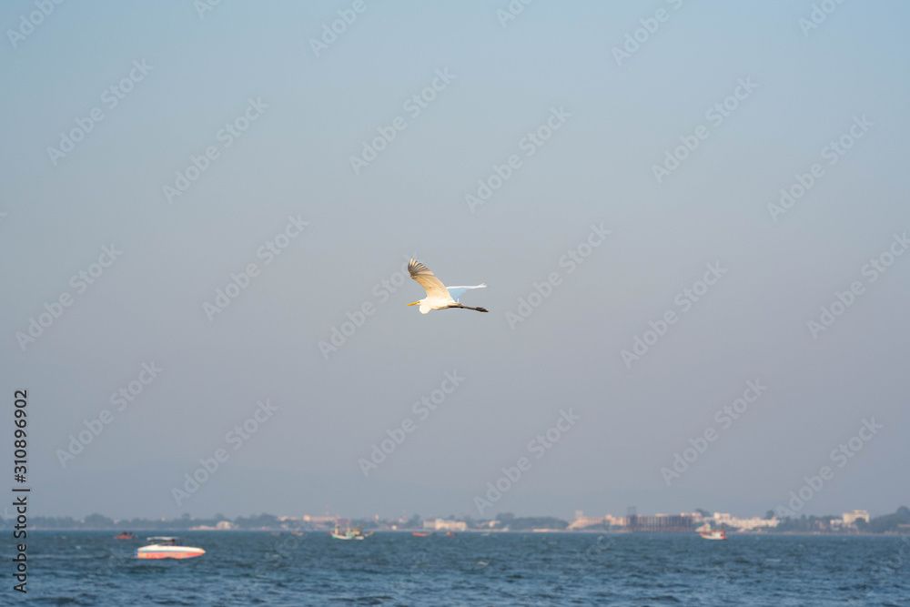 Single seagull flying over the sea in blue sky.