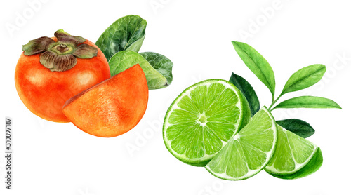 Fototapeta Naklejka Na Ścianę i Meble -  Persimmon lime watercolor isolated on white background