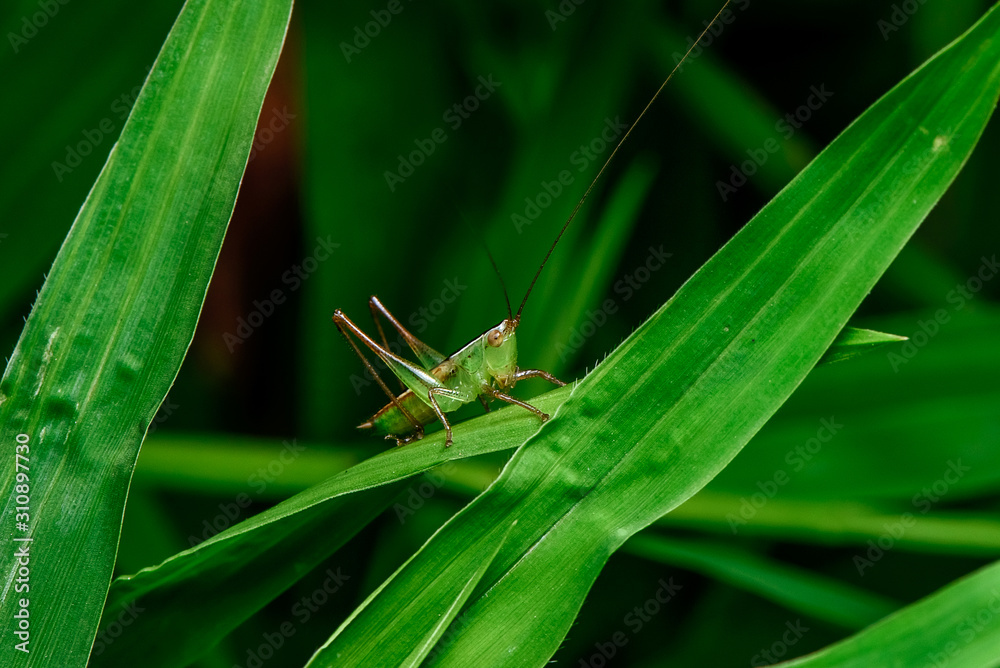 Green grasshopper standing on a green leaf isolated in black background. Green grasshopper standing on a green leaf isolated in black background.