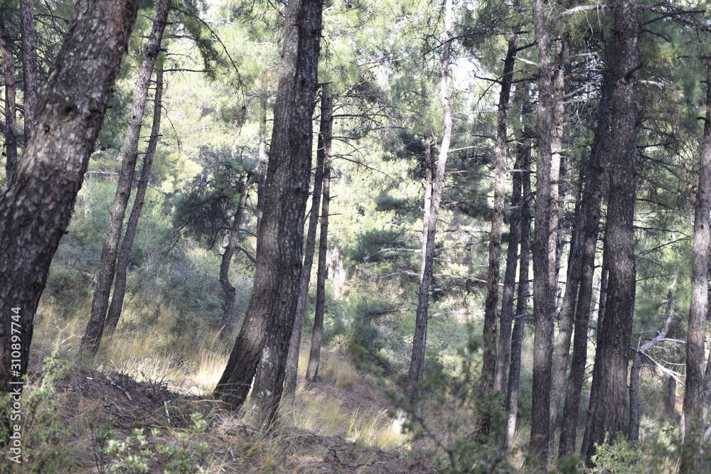 Obraz premium trees in the forest