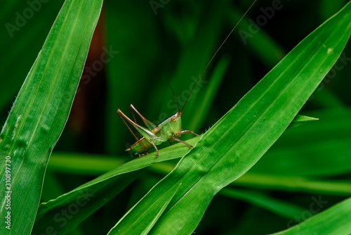 Green grasshopper standing on a green leaf isolated in black background.